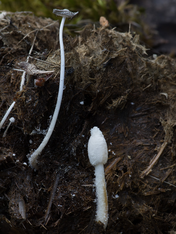 Coprinopsis nivea